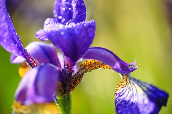 Floración Planta Azul Iris Cubierto Con Gotas Agua Después Lluvia — Foto de Stock