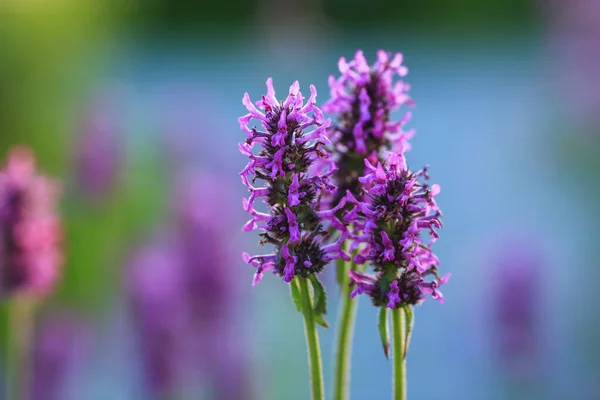 Floración Planta Médica Púrpura Betony Stachys Officinalis Fondo Verde — Foto de Stock
