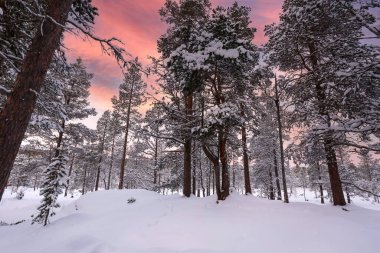 Karlı çam ağacı ormanı kardan sonra karla kaplandı. Fotoğraf Innerdalen (Innset) Norveç 'te çekildi.