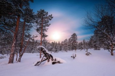 Karlı çam ağacı ormanı kardan sonra karla kaplandı. Fotoğraf Innerdalen (Innset) Norveç 'te çekildi.