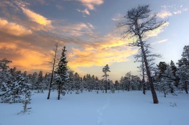 Karlı çam ağacı ormanı kardan sonra karla kaplandı. Fotoğraf Innerdalen (Innset) Norveç 'te çekildi.
