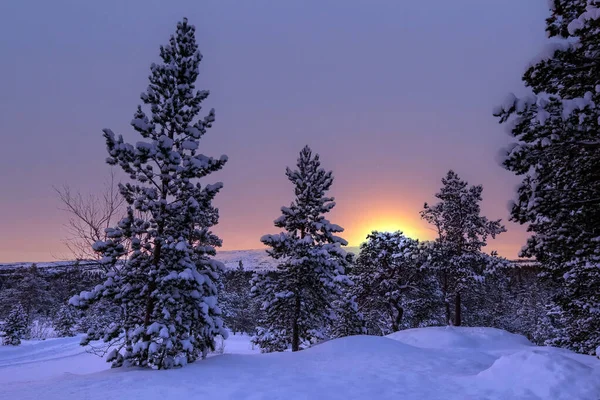눈덮인 소나무 입니다 노르웨이 Innerdalen Innset — 스톡 사진