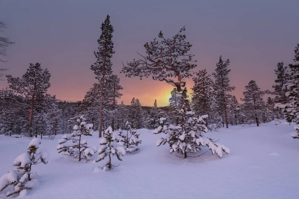 Havas Fenyőerdő Hóesés Után Hóval Borítva Kép Innerdalen Innset Norvégiában — Stock Fotó