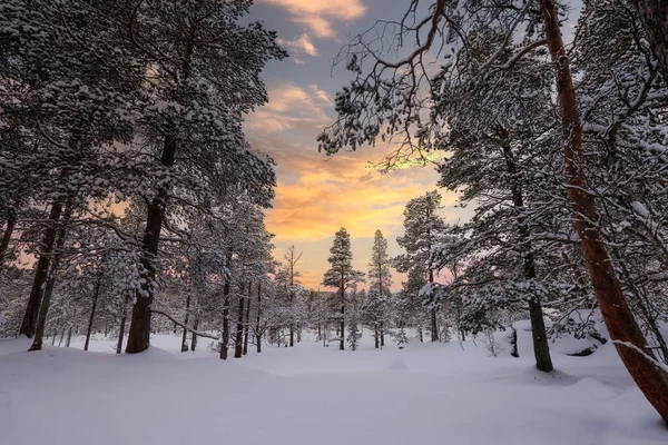 Snowy Dennenbos Bedekt Met Sneeuw Sneeuwval Foto Genomen Innerdalen Innset — Stockfoto