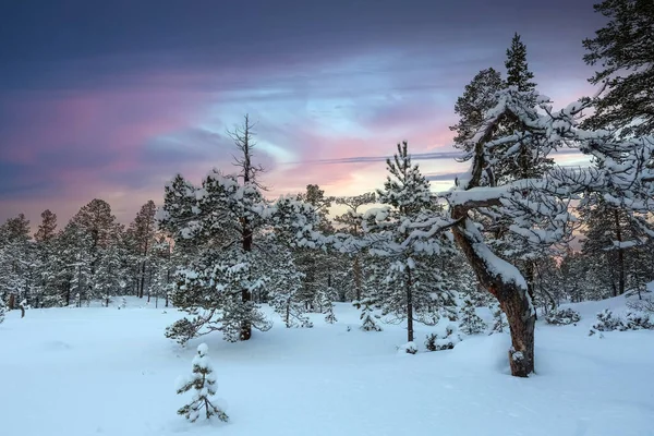 Снежный Сосновый Лес Покрытый Снегом После Снегопада Фотография Сделана Иннердалене — стоковое фото