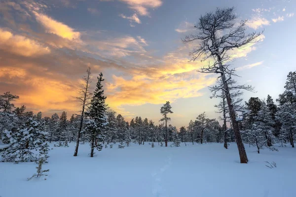 Karlı çam ağacı ormanı kardan sonra karla kaplandı. Fotoğraf Innerdalen (Innset) Norveç 'te çekildi.