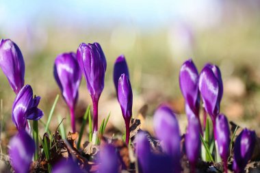 Baharda bahçede açan mavi Crocus bitkisi, yakın plan, makro