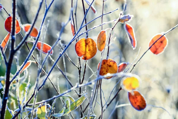 가을에는 서리와 날씨로 뒤덮여 식물들 — 스톡 사진