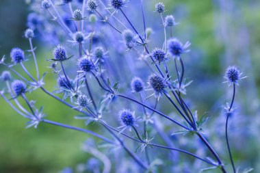 Eryngium planum, Apiaceae familyasından Orta ve Güneydoğu Avrupa ve Orta Asya 'ya özgü bir bitki türü.