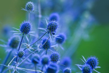 Eryngium planum, Apiaceae familyasından Orta ve Güneydoğu Avrupa ve Orta Asya 'ya özgü bir bitki türü.