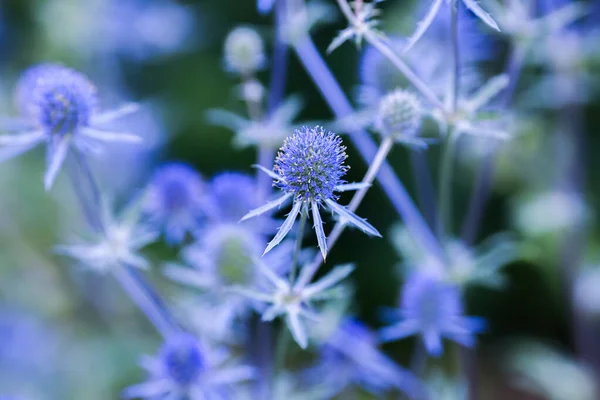 Eryngium Planum Блакитна Еринго Або Плоска Морська Пустота Рослина Родини — стокове фото