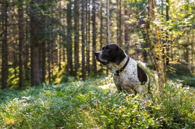 Vahşi ormanda oturan köpek ingilizce işaretçisi