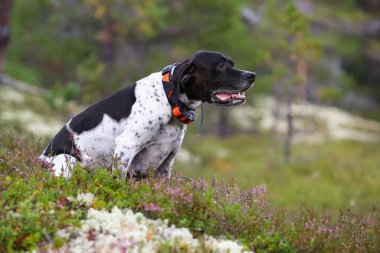 Köpek ingilizce işaretçisi vahşi ormanda GPS 'li bir yürüyüşçüyle oturuyor.