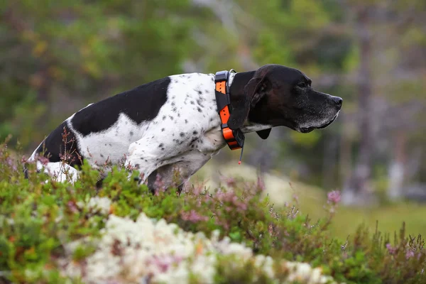 Köpek ingilizce işaretçisi vahşi ormanda GPS 'li bir yürüyüşçüyle oturuyor.