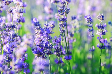Lavandula (ortak adı lavanta) bilinen türlerin 47: çiçekli bitkiler nane Aile, Ballıbabagiller familyasından