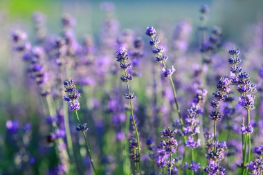 Lavandula (ortak adı lavanta) bilinen türlerin 47: çiçekli bitkiler nane Aile, Ballıbabagiller familyasından