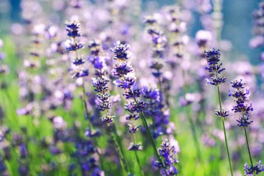 Lavandula (ortak adı lavanta) bilinen türlerin 47: çiçekli bitkiler nane Aile, Ballıbabagiller familyasından
