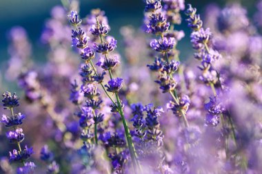 Lavandula (ortak adı lavanta) bilinen türlerin 47: çiçekli bitkiler nane Aile, Ballıbabagiller familyasından