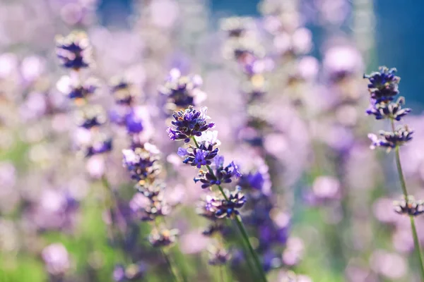 stock image Lavandula (common name lavender) is a genus of 47 known species of flowering plants in the mint family, Lamiaceae