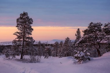 Karlı ormanda gün batımı, kardan sonra karla kaplı çam ağaçları. Fotoğraf Innerdalen (Innset), Norveç 'te çekildi.