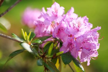 Bahçedeki mor çiçekli Rhododendron yağmurdan sonra su damlalarıyla kaplıydı.