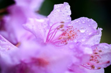 Mor çiçekli Rhododendron bahçede, yakın plan, makro