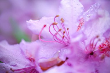 Bahçedeki mor çiçekli Rhododendron, yağmurdan sonra su damlalarıyla kaplı, yakın plan, makro