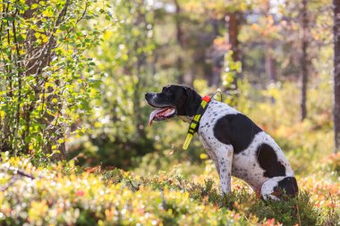 Köpek ingilizce işaretçisi yazın vahşi ormanda GPS izleyicisiyle oturuyor.