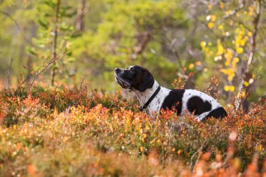 Köpek ingilizce işaretçisi sonbaharda vahşi ormanda oturuyor.