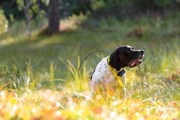 Dog english pointer sitting   in the wild forest in the summer, with Gps tracker