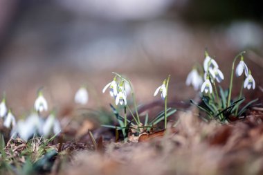 Galanthus nivalis, kardelen veya ortak kardelen, en iyi bilinen ve en yaygın onun cins Galanthus 20 türlerin olduğunu.