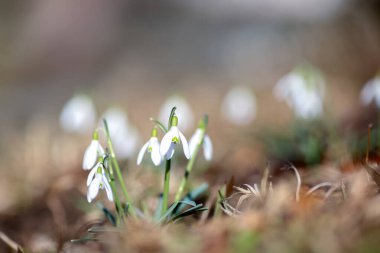Galanthus nivalis, kardelen veya ortak kardelen, en iyi bilinen ve en yaygın onun cins Galanthus 20 türlerin olduğunu.