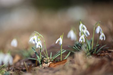 Galanthus nivalis, kardelen veya ortak kardelen, en iyi bilinen ve en yaygın onun cins Galanthus 20 türlerin olduğunu.