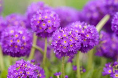 Bahar bahçesinde çiçek açan mor Primula Denticulata, yakın plan.