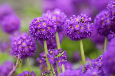 Bahar bahçesinde çiçek açan mor Primula Denticulata, yakın plan.