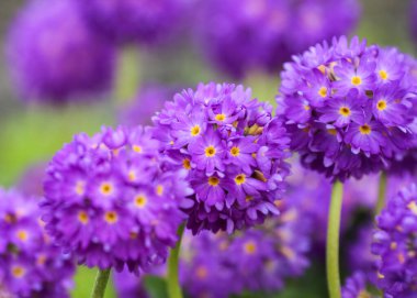 Bahar bahçesinde çiçek açan mor Primula Denticulata, yakın plan.