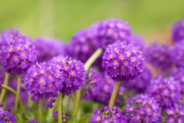 Bahar bahçesinde çiçek açan mor Primula Denticulata, yakın plan.