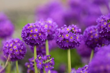 Bahar bahçesinde çiçek açan mor Primula Denticulata, yakın plan.