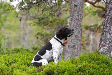 Vahşi ormanda oturan köpek ingilizce işaretçisi