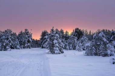 Karlı ormanda gün batımı, kardan sonra karla kaplı çam ağaçları. Tillermarka, Norveç.