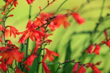 Crocosmia (ayrıca Montbretia olarak da bilinir), İridaceae familyasından bir bitki cinsidir..