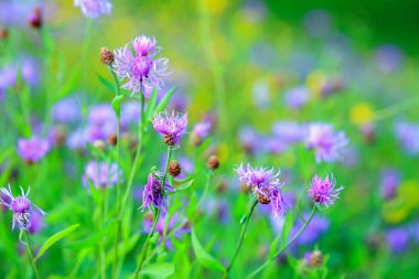 Yaz arkaplanı çimenlerle ve çiçeklerle güneşli çayırlarda