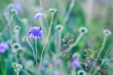 Yaz arkaplanı çimenlerle ve çiçeklerle güneşli çayırlarda
