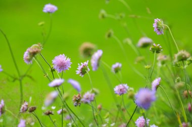 Yaz arkaplanı çimenlerle ve çiçeklerle güneşli çayırlarda
