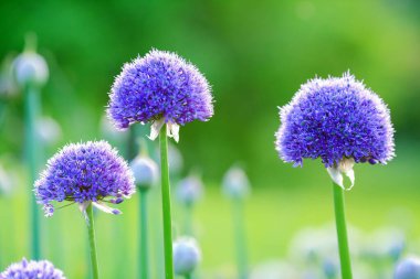 Blooming purple plant Allium , closeup, macro, on the green background