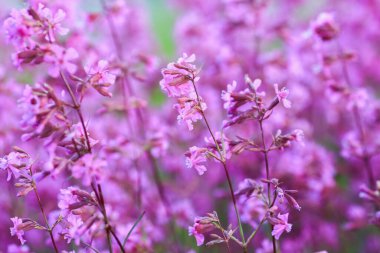 Pteroxygonum giraldii is a species of flowering plant in the family Polygonaceae, endemic to the Chinese provinces of Gansu, Hebei, Henan, Hubei, Shaanxi, Shanxi, and Sichuan.