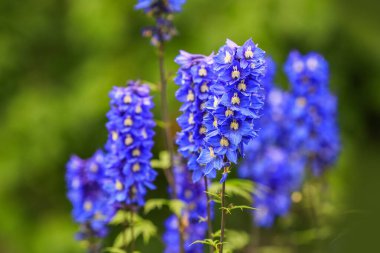 Blue Blooming Delphinium , a genus in the Ranunculaceae family.
