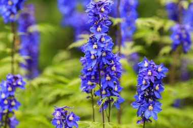 Blue Blooming Delphinium , a genus in the Ranunculaceae family.