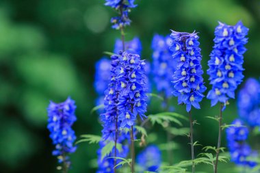 Blue Blooming Delphinium , a genus in the Ranunculaceae family.