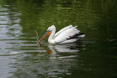 White bird pelican (Pelecanidae) swimming in the pond